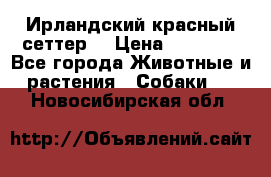 Ирландский красный сеттер. › Цена ­ 30 000 - Все города Животные и растения » Собаки   . Новосибирская обл.